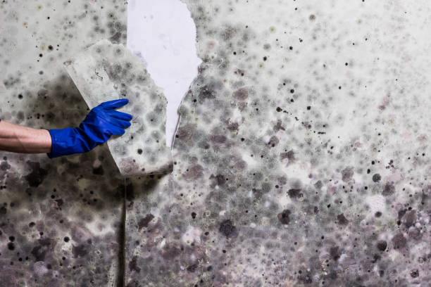 Office Mold Removal Services in Berry College, GA
